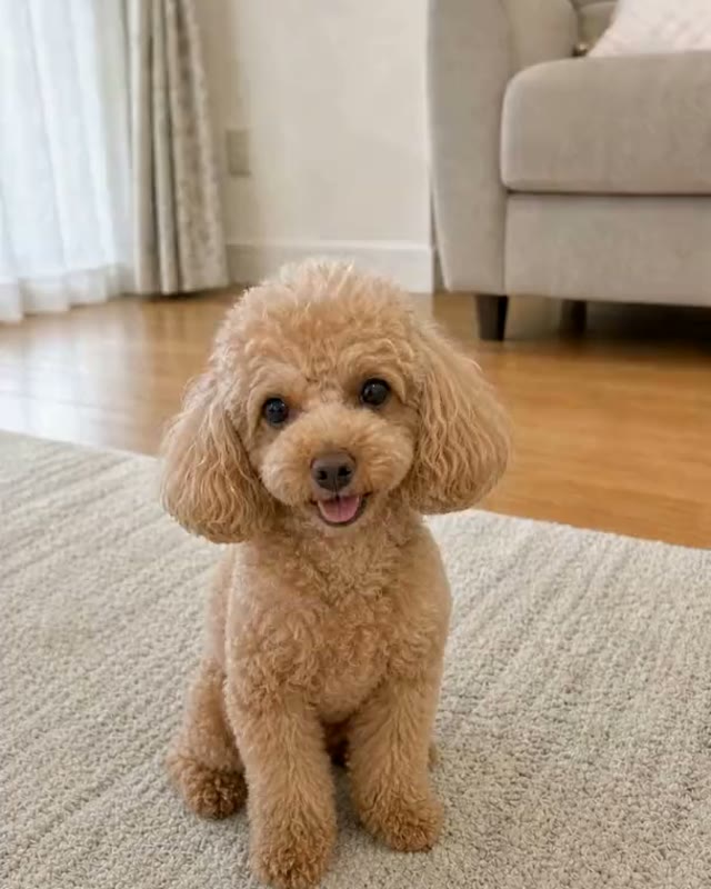見つめる動画の制作に使用した犬のお写真