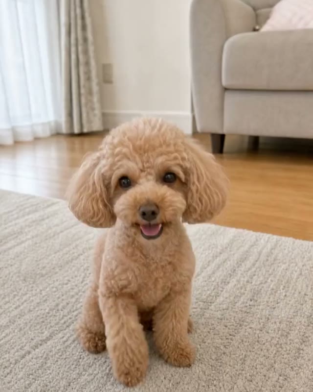 近寄る動画の制作に使用した犬のお写真